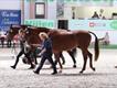 Equestrian Jobseeker Profile Photo