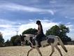 Equestrian Jobseeker Profile Photo
