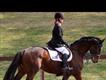 Equestrian Jobseeker Profile Photo