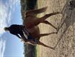 Equestrian Jobseeker Profile Photo