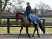 Equestrian Jobseeker Profile Photo