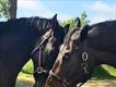 Equestrian Employer Profile Photo
