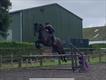 Equestrian Jobseeker Profile Photo
