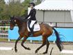 Equestrian Jobseeker Profile Photo