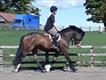 Equestrian Jobseeker Profile Photo