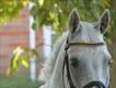 Equestrian Jobseeker Profile Photo