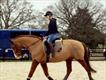 Equestrian Jobseeker Profile Photo