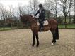 Equestrian Jobseeker Profile Photo