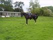 Equestrian Jobseeker Profile Photo