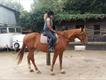 Equestrian Jobseeker Profile Photo