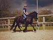 Equestrian Jobseeker Profile Photo