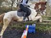 Equestrian Jobseeker Profile Photo