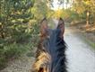Equestrian Jobseeker Profile Photo