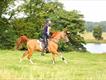 Equestrian Jobseeker Profile Photo