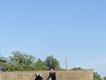 Equestrian Jobseeker Profile Photo