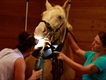Equestrian Employer Profile Photo