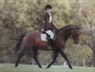 Equestrian Jobseeker Profile Photo