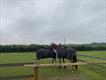 Equestrian Employer Profile Photo