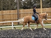 Equestrian Jobseeker Profile Photo
