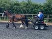 Equestrian Jobseeker Profile Photo