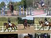 Equestrian Jobseeker Profile Photo