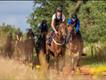 Equestrian Jobseeker Profile Photo