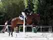 Equestrian Jobseeker Profile Photo