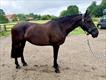 Equestrian Jobseeker Profile Photo