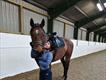 Equestrian Jobseeker Profile Photo