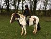 Equestrian Jobseeker Profile Photo