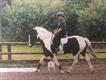 Equestrian Jobseeker Profile Photo