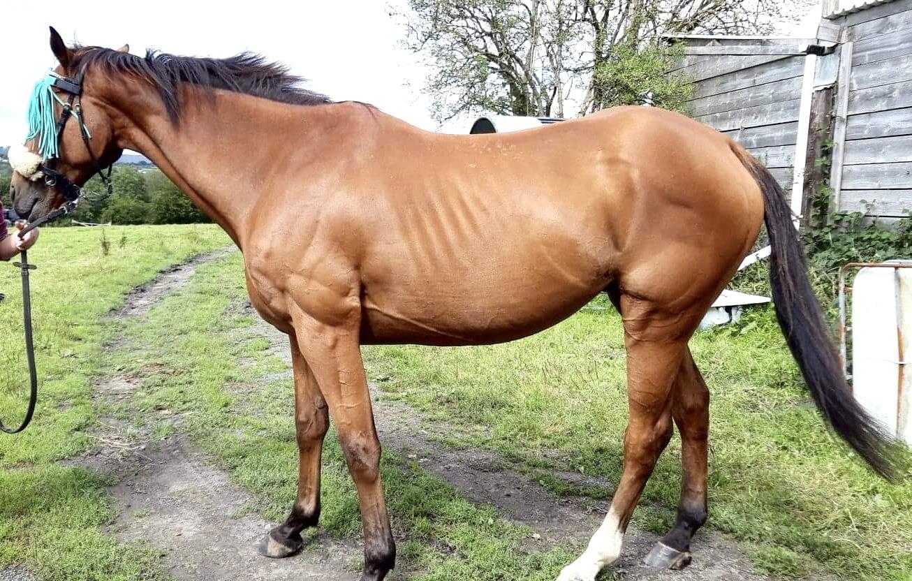 Equestrian Jobseeker Photo: