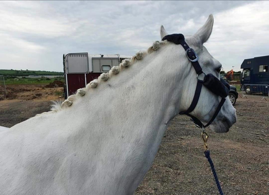 Equestrian Jobseeker Photo: