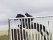 Equestrian Jobseeker Profile Photo