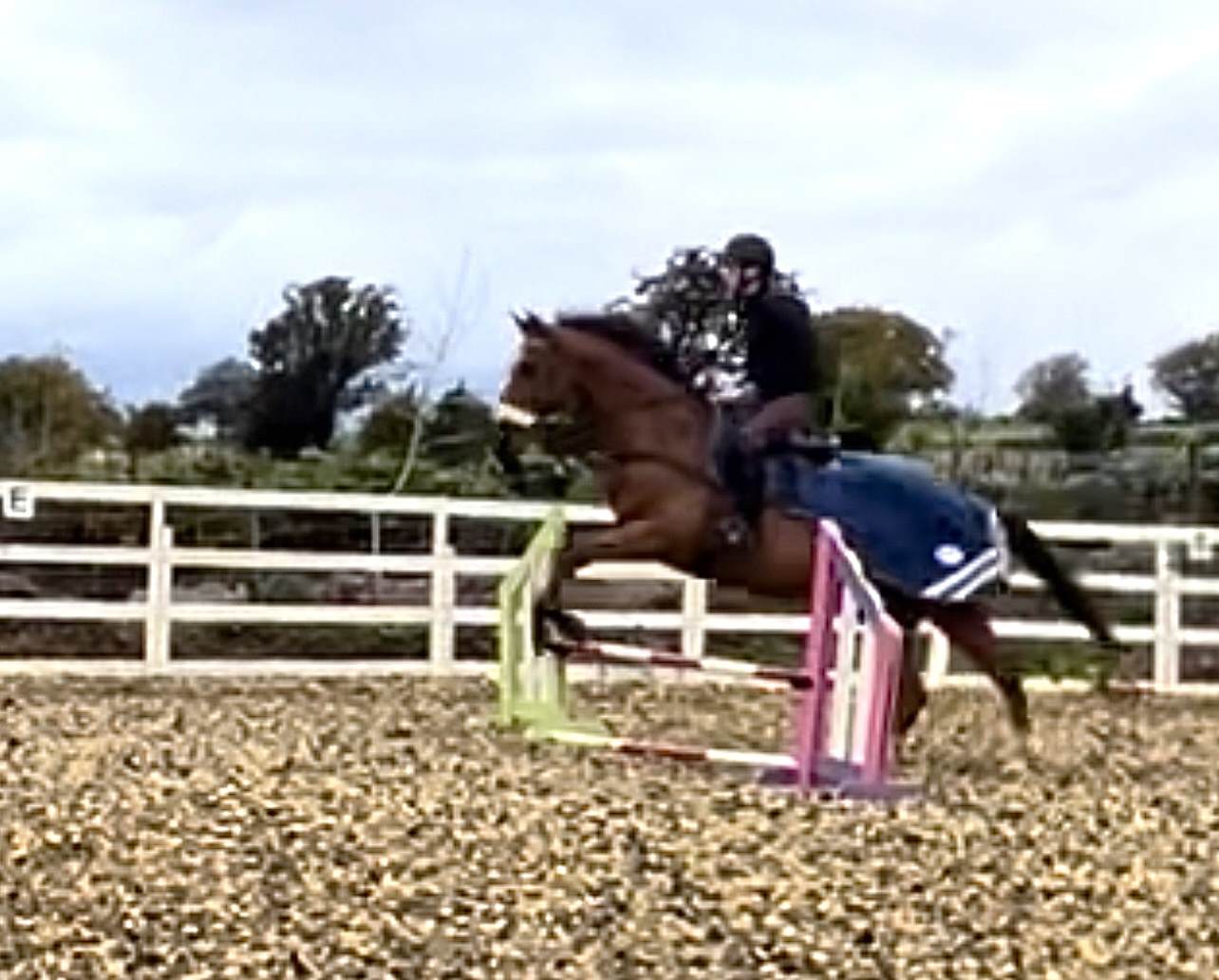 Equestrian Jobseeker Photo: