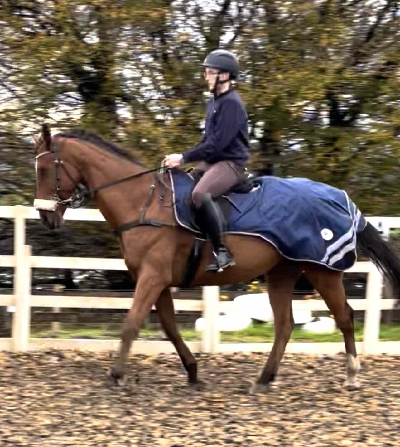 Equestrian Jobseeker Photo:
