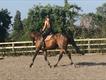 Equestrian Jobseeker Profile Photo