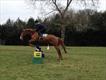 Equestrian Jobseeker Profile Photo