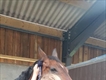 Equestrian Jobseeker Profile Photo