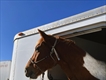 Equestrian Jobseeker Profile Photo