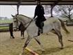 Equestrian Jobseeker Profile Photo