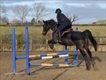 Equestrian Jobseeker Profile Photo