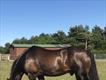 Equestrian Jobseeker Profile Photo