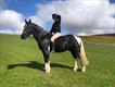 Equestrian Jobseeker Profile Photo