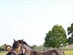 Equestrian Jobseeker Profile Photo