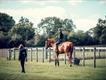 Equestrian Employer Profile Photo