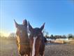 Equestrian Jobseeker Profile Photo