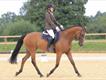 Equestrian Jobseeker Profile Photo