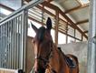 Equestrian Jobseeker Profile Photo
