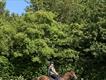 Equestrian Jobseeker Profile Photo